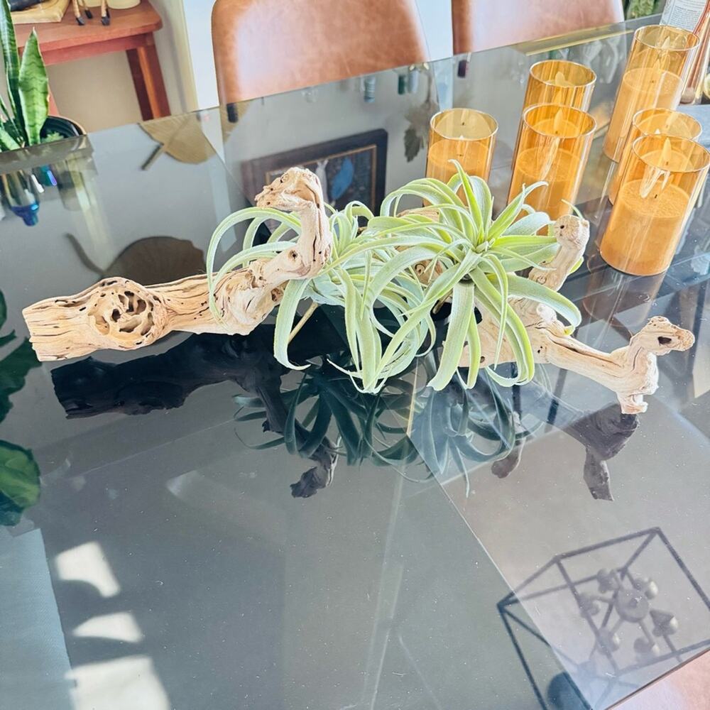 NEW POTTERY BARN Tan Grape Wood Mint Green Faux Air Plant Tabletop Decor Display - Picture 4 of 13
